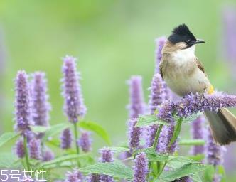 藿香和什么不能一起吃？藿香能和阿莫西林一起吃吗