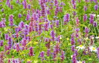 藿香和什么不能一起吃？藿香能和阿莫西林一起吃吗