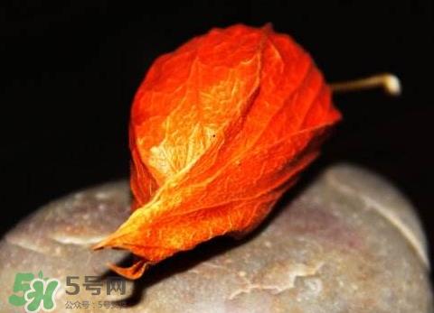 苦姑娘能治糖尿病吗 苦姑娘能治疗咽炎吗