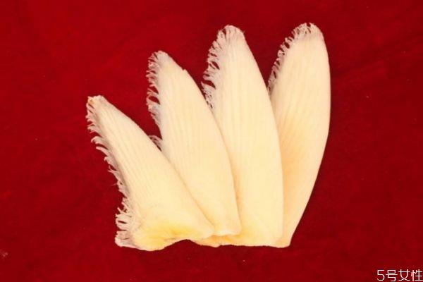 什么是鱼翅呢 鱼翅有什么营养价值呢 什么是鱼翅呢 鱼翅有什么营养价值呢