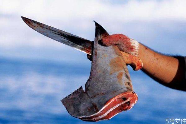 什么是鱼翅呢 鱼翅有什么营养价值呢 什么是鱼翅呢 鱼翅有什么营养价值呢