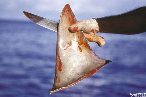 什么是鱼翅呢 鱼翅有什么营养价值呢 什么是鱼翅呢 鱼翅有什么营养价值呢