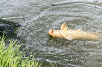 ​初春钓鲤鱼钓深水还是浅水（初春钓鲤鱼钓多深的水好）