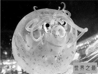 ​小猪章鱼堪称世界最奇怪的海洋生物之一 长得像猪游动缓慢