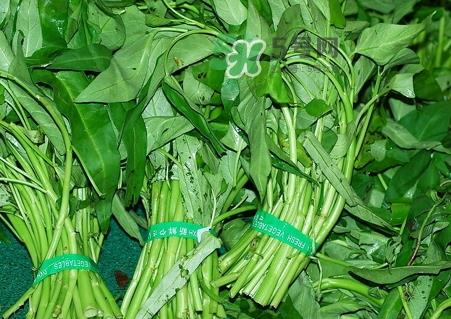 通心菜叶子可以吃吗_通心菜叶子怎么吃好