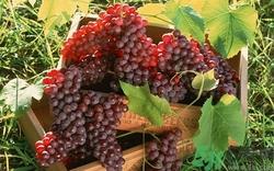 葡萄可以冷冻吗?葡萄冷冻后还能吃吗? 葡萄可以冷冻吗?葡萄冷冻后还能吃吗?