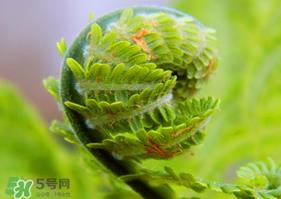 蕨菜怎么处理？新鲜蕨菜怎么处理？