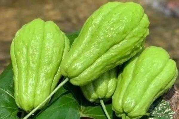 佛手瓜能治咳嗽吗 胃炎能吃佛手瓜吗 佛手瓜能治咳嗽吗 胃炎能吃佛手瓜吗