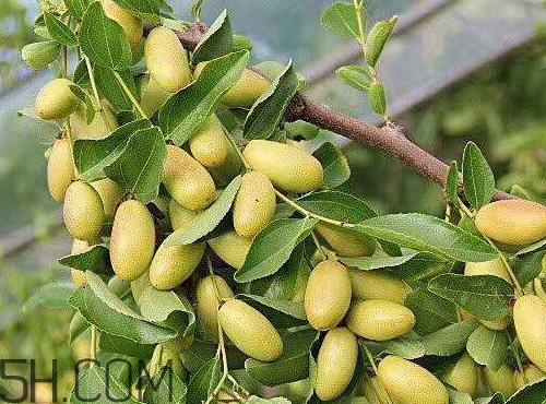 子弹头枣怎么保存 子弹头枣能放冰箱吗