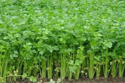 ​芹菜可以降血脂吗 芹菜能降血糖吗