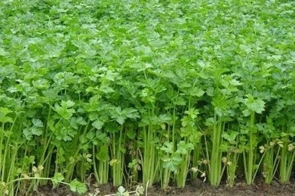 芹菜可以降血脂吗 芹菜能降血糖吗