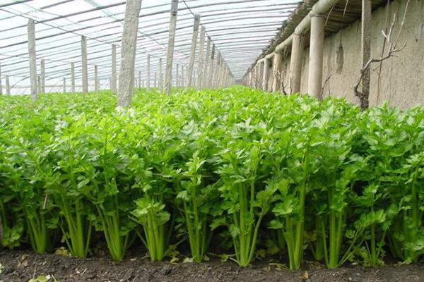 芹菜可以降血脂吗 芹菜能降血糖吗