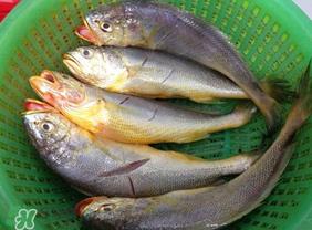 小黄鱼可以养殖吗？小黄鱼能人工养殖吗？