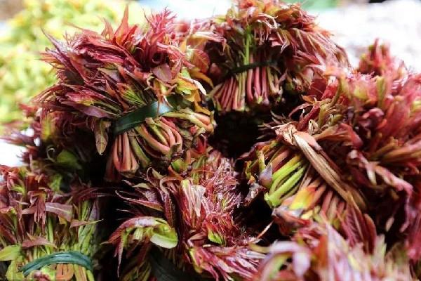 香椿是吃叶子还是杆子 香椿吃多了会怎样