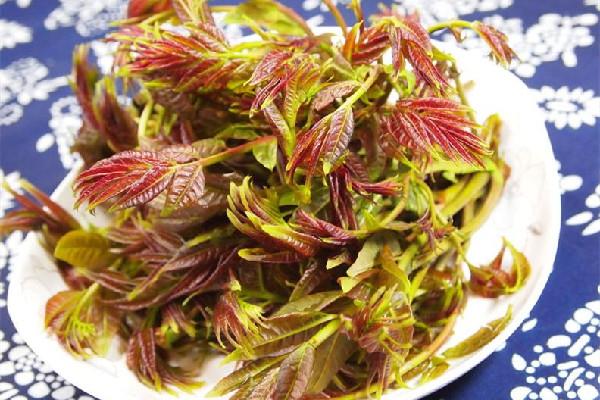 香椿是吃叶子还是杆子 香椿吃多了会怎样