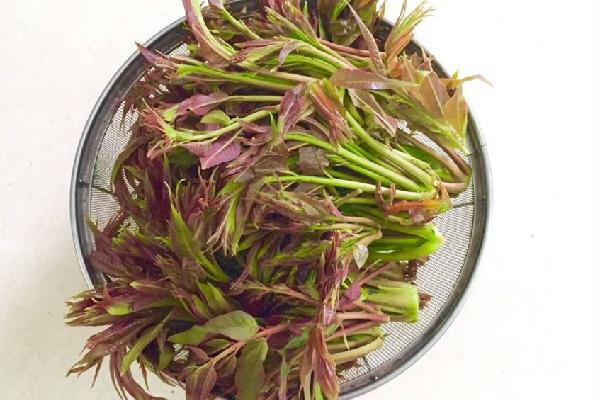 香椿是吃叶子还是杆子 香椿吃多了会怎样