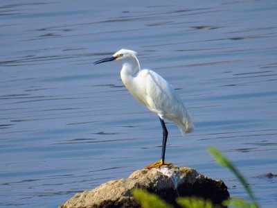 ​白鹭吃什么食物（关于白鹭吃什么）