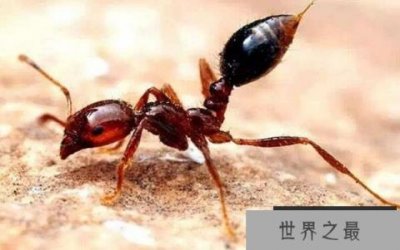 ​五种世界上最可怕的生物：红火蚁是人类敌人