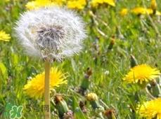 婆婆丁晒干了怎么吃?婆婆丁晒干后怎么食用?