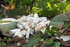 木薯的营养价值 木薯的功效与作用