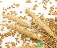 小麦胚芽孕妇可以吃吗?孕妇吃小麦胚芽好吗
