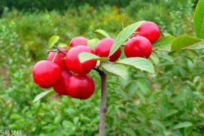 ​钙果主要产自哪里呢 吃钙果有什么禁忌吗