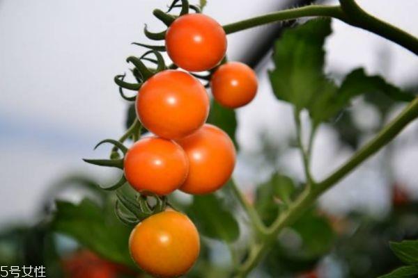 钙果主要产自哪里呢 吃钙果有什么禁忌吗