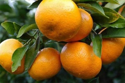 ​芦柑是不是橘子 芦柑是不是凉性的