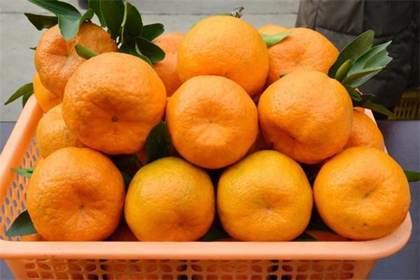 芦柑是不是橘子 芦柑是不是凉性的