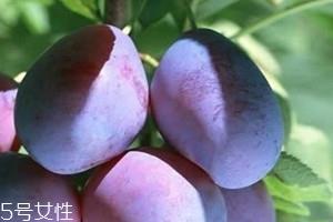 加州西梅上市时间 加州西梅保存方法