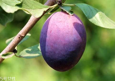 加州西梅上市时间 加州西梅保存方法