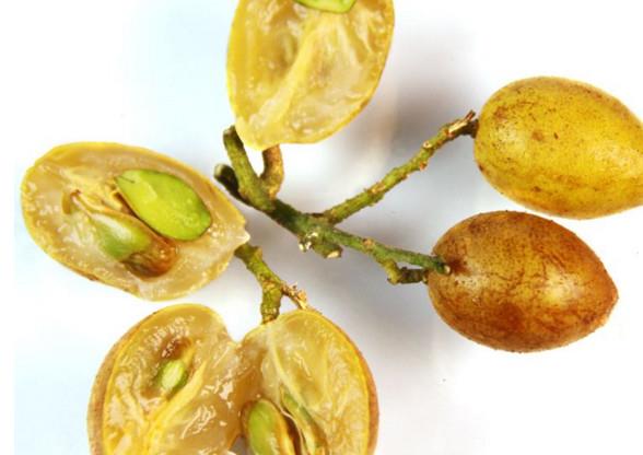 黄皮果有多少种颜色？黄皮果核有什么用处吗