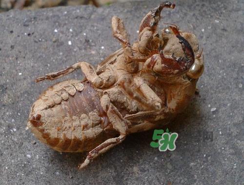 知了壳可以泡酒吗？知了壳泡酒有什么功效？