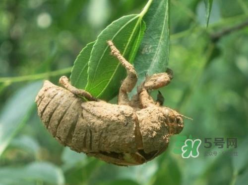 知了壳可以泡酒吗？知了壳泡酒有什么功效？