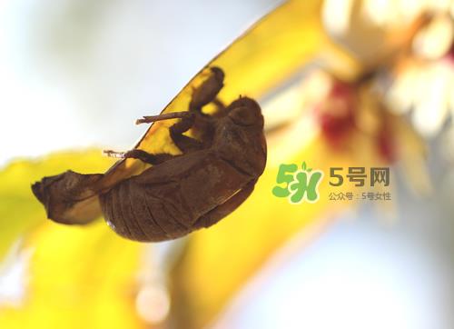 知了壳可以泡酒吗？知了壳泡酒有什么功效？