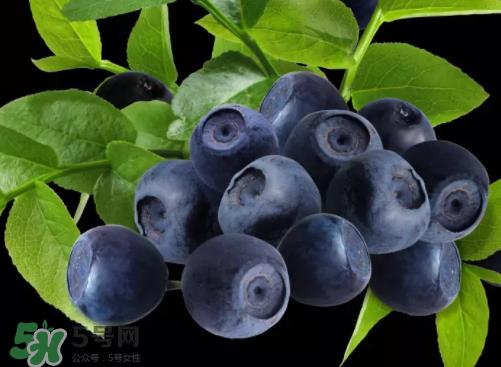 新鲜蓝莓可以直接吃吗？新鲜蓝莓怎么吃才好吃？