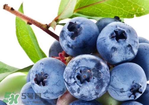 新鲜蓝莓可以直接吃吗？新鲜蓝莓怎么吃才好吃？