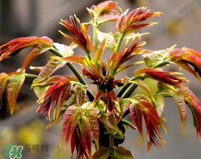 香椿可以冷冻吗？香椿冻了能吃吗？