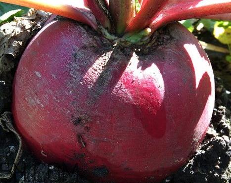 水萝卜是凉性的吗 水萝卜是碱性还是酸性