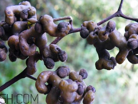 鸡爪梨泡酒是喝酒还是吃果实吗？鸡爪梨的营养价值