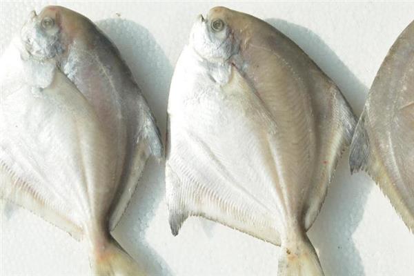 白鲳鱼多少钱一斤 白鲳鱼市场行情