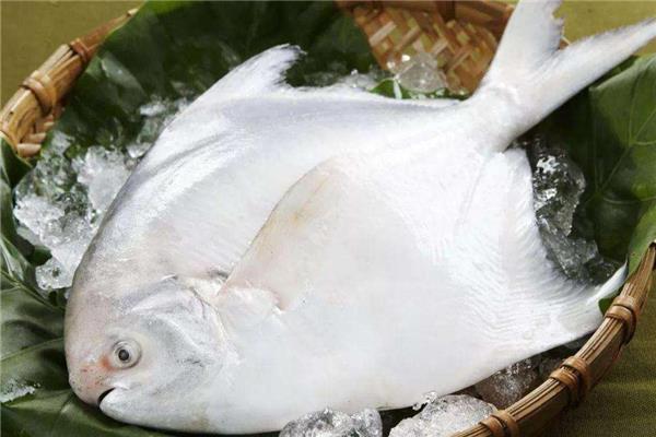 白鲳鱼多少钱一斤 白鲳鱼市场行情