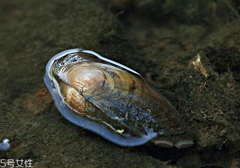 河蚌里面的黑包能吃吗 河蚌里面的黑包是什么