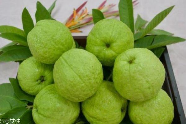 芭乐是软的还是硬的 选芭乐的技巧