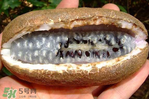 八月瓜的籽能吃吗?八月瓜的籽可以种吗 八月瓜的籽能吃吗?八月瓜的籽可以种吗