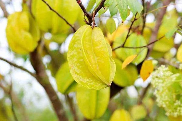 杨桃糖粉高吗 糖尿病人能吃杨桃吗