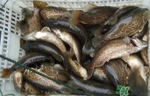 鳜鱼是桂鱼吗？鳜鱼和桂鱼的区别