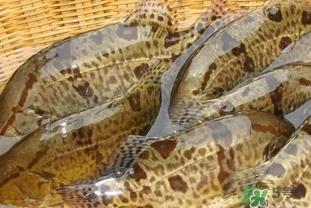 鳜鱼是桂鱼吗？鳜鱼和桂鱼的区别