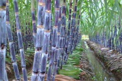 ​甘蔗能降火吗 甘蔗降火有用吗