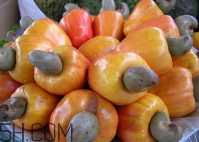 ​腰果是什么植物的果实？腰果果实能吃吗